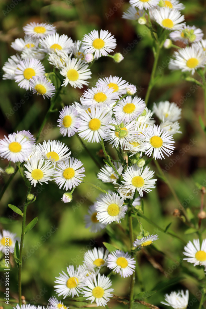 Einjähriges Berufkraut (Erigeron annuus), Feinstrahl Einjähriges Berufkraut (Erigeron annuus), Feinstrahl