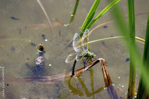 Große Königslibelle (Anax imperator) am Gartenteich photo