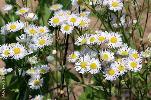 Fotografía Einjähriges Berufkraut (Erigeron annuus), Feinstrahl