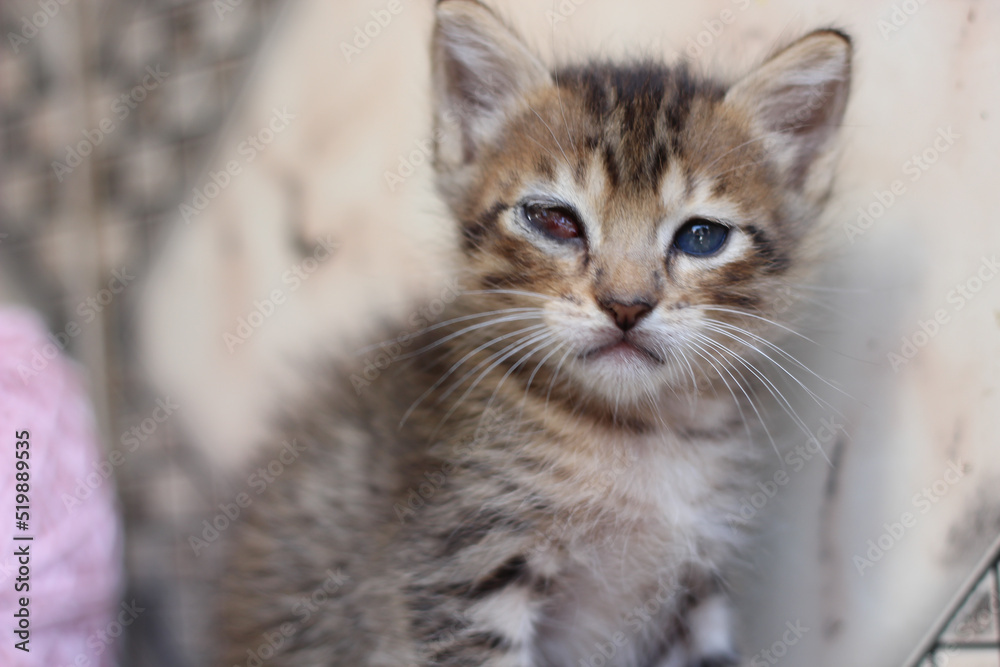 Kitty with corneal ulcer eye. Cat medicated with eye drops. with one