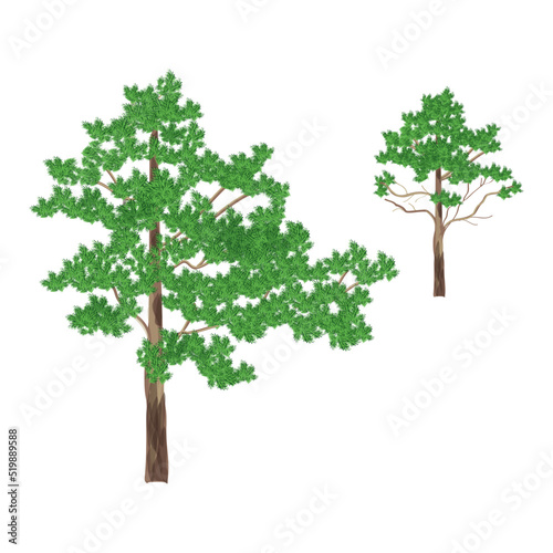 Green tree  pine  isolated on white. Vector grafic