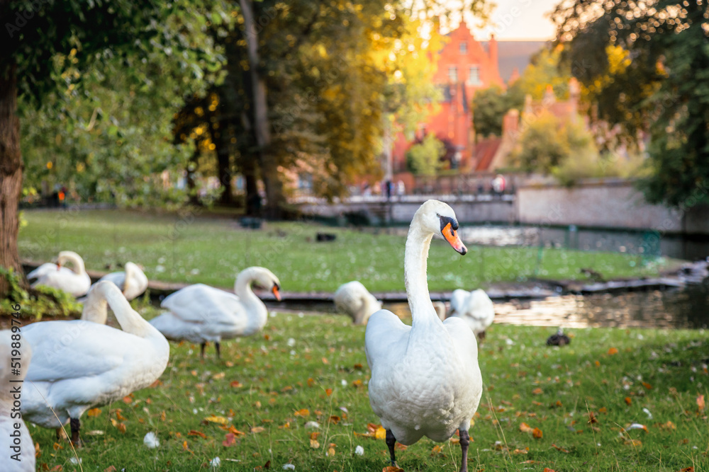 Obraz premium Swans resting near Beguinage and idyllic canal, Bruges, Belgium