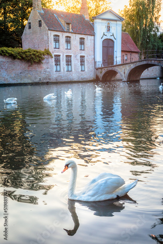 Fototapeta Naklejka Na Ścianę i Meble -  Single swan floating on Brugge canal waters with bridge, Belgium