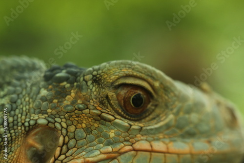 close up of a green iguana