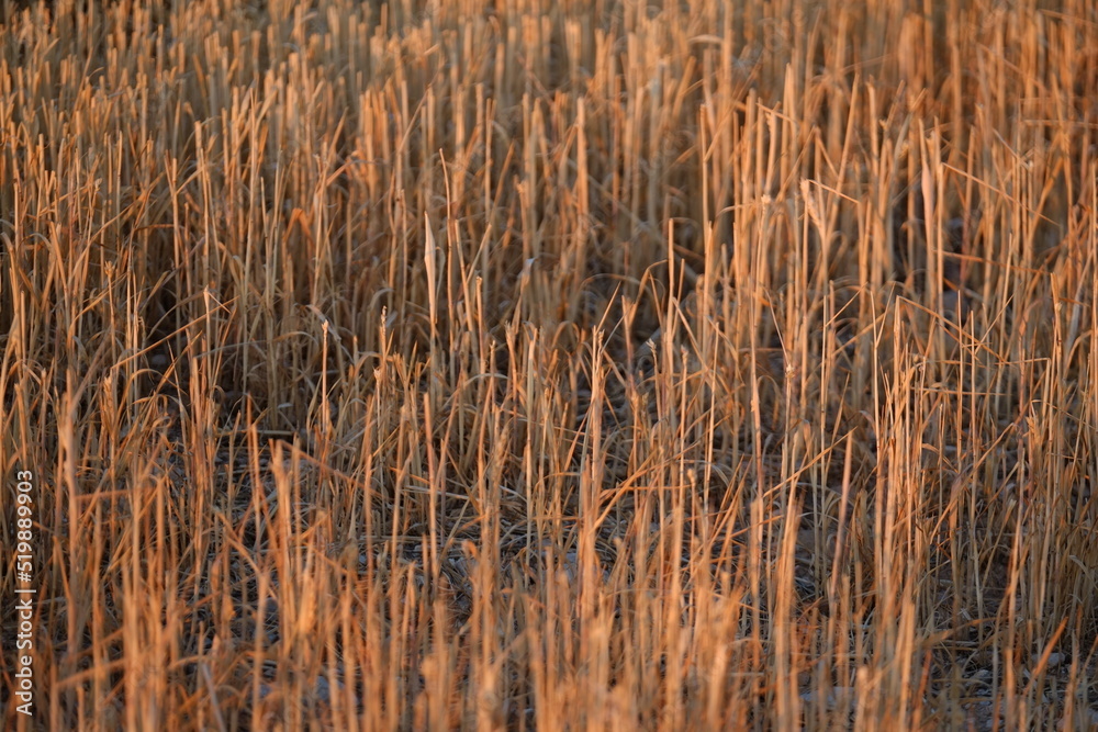 A close-up on a filed after harvest. The 10th july 2022, Tudela, Bardenas Reales, Espagne. A close-up on a filed after harvest. The 10th july 2022, Tudela, Bardenas Reales, Espagne.
