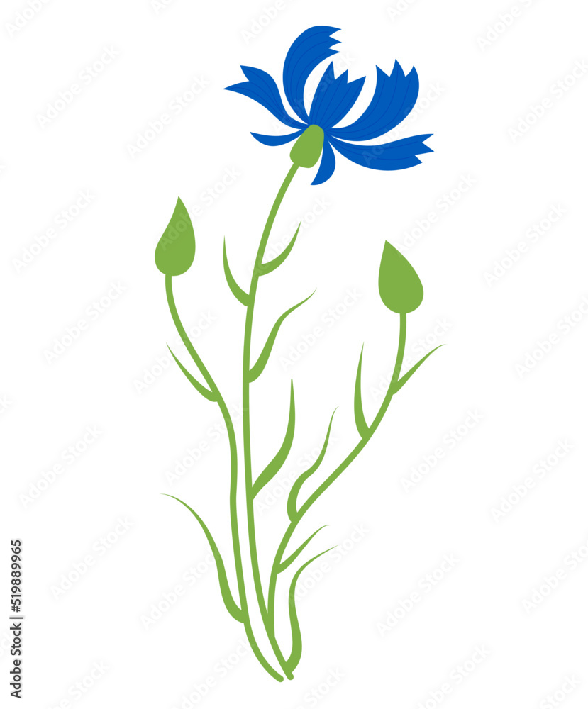 Blue cornflower. flower with buds. Vector illustration. Blue wildflower for design and decor, prints, postcards, covers.