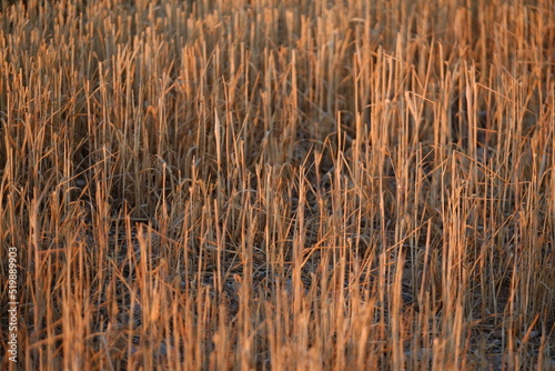 A close-up on a filed after harvest. The 10th july 2022, Tudela, Bardenas Reales, Espagne.