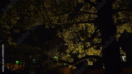 Tree near the castle wall in Warsaw. Night. Poland. 4K. photo