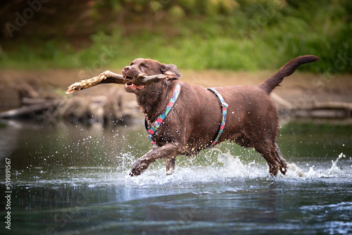 Pies rasy Labrador retriver aportujący patyk w wodzie 