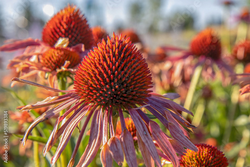 Macro close up of the flower head of a Purple Coneflower  outdoors  sunny  nobody