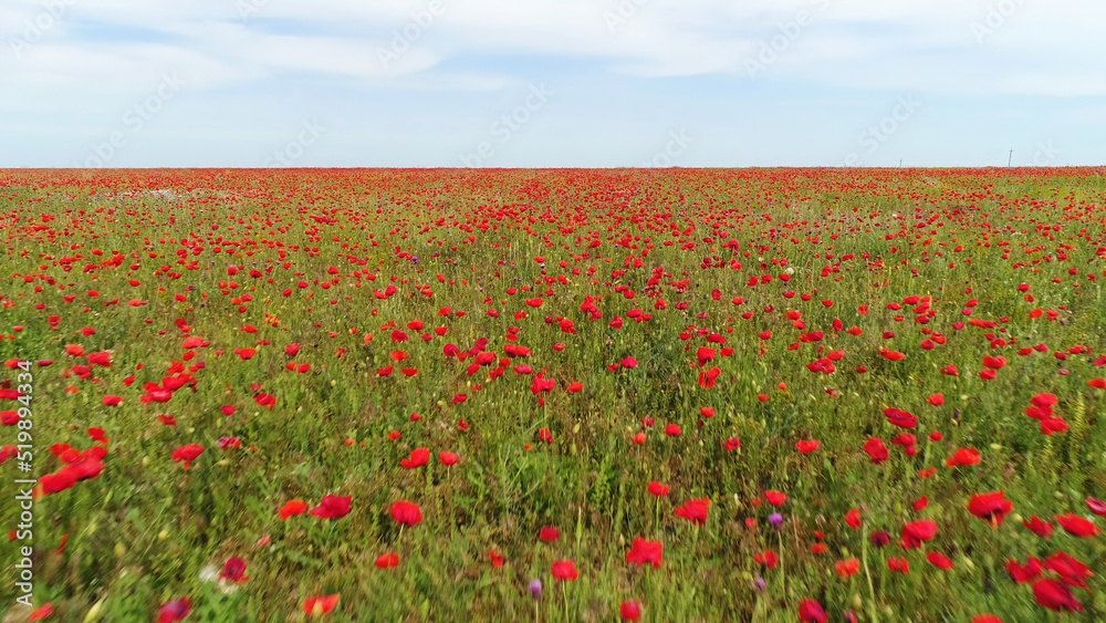 Aerial view of red poppy field in a summer sunny day, Russia. Shot. Blossoming red flowers and green grass on blue cloudy sky background.