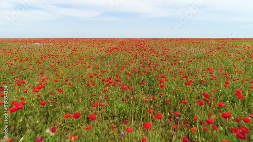Aerial view of red poppy field in a summer sunny day  Russia. Shot. Blossoming red flowers and green grass on blue cloudy sky background.
