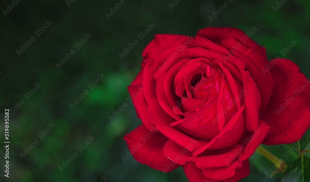 The gardens of switzerland. Red roses blooming in the beautiful gardens in Switzerland The gardens of switzerland. Red roses blooming in the beautiful gardens in Switzerland