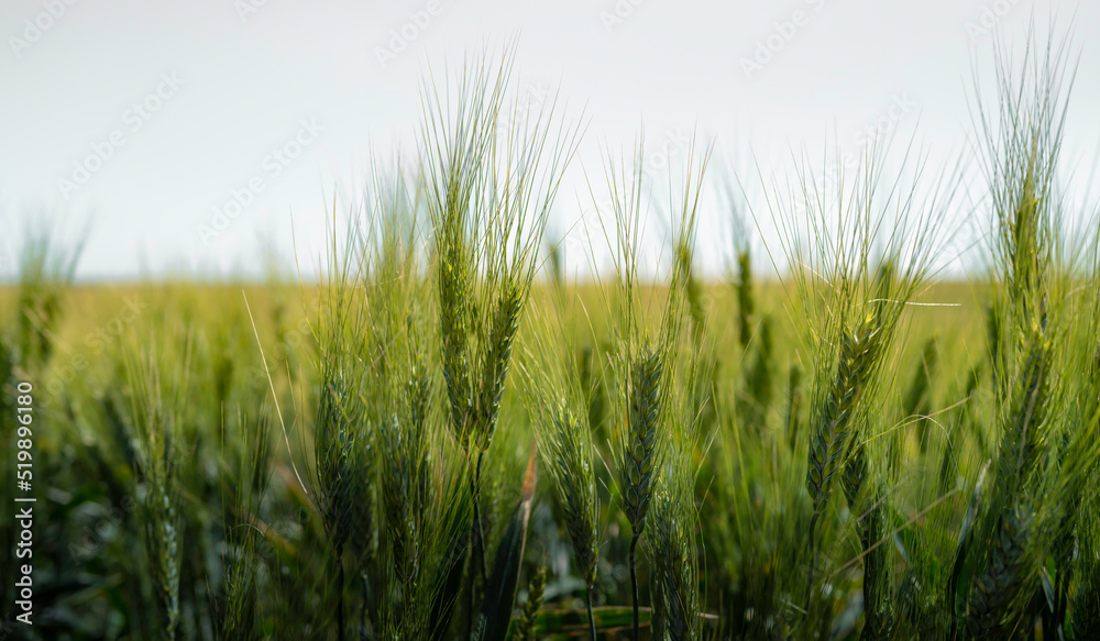Wheat plants and mature seeds close-up with selective focus Wheat plants and mature seeds close-up with selective focus