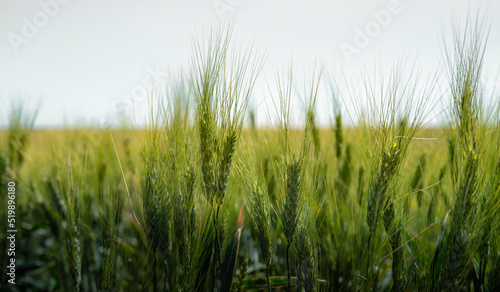 Wheat plants and mature seeds close-up with selective focus