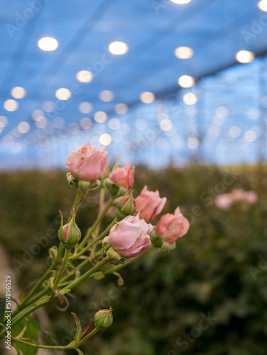 Perspective view of greenhouse with roses inside. Plantation roses growing inside in a greenhouse