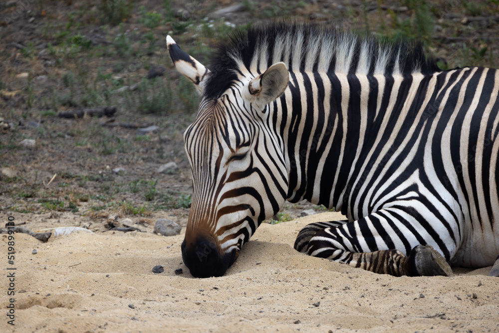 Hartmann's mountain zebra Close-Up With Closed Eyes Sleeping On Soft Sand. Endangered Species. Hartmann's mountain zebra Close-Up With Closed Eyes Sleeping On Soft Sand. Endangered Species.