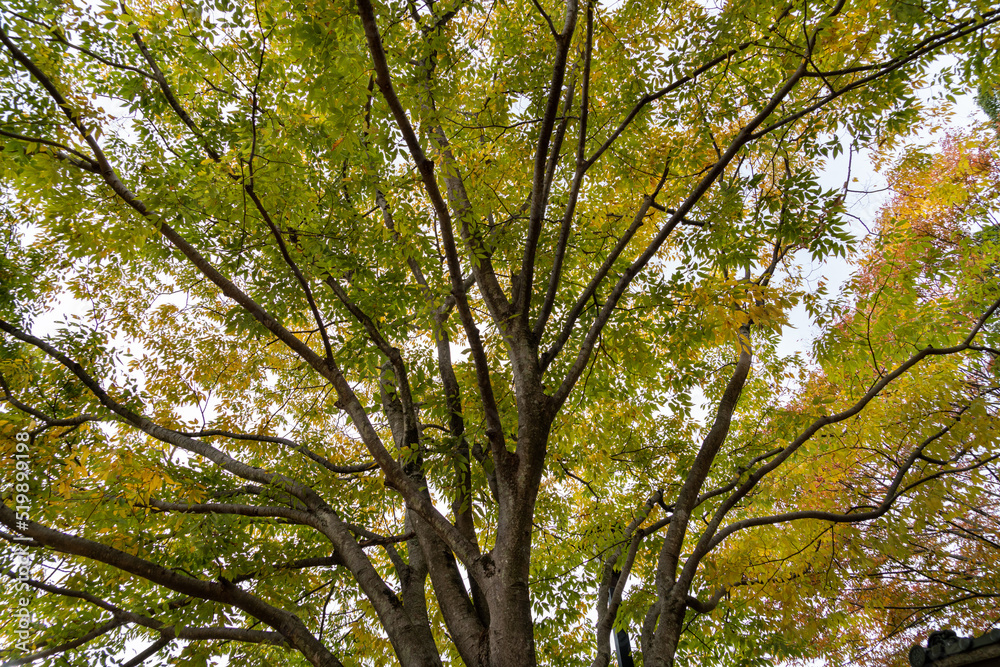 Leaves of big Maple tree are become yellow in countryside of Japan. Leaves of big Maple tree are become yellow in countryside of Japan.