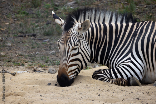 Hartmann s mountain zebra Close-Up With Closed Eyes Sleeping On Soft Sand. Endangered Species. 