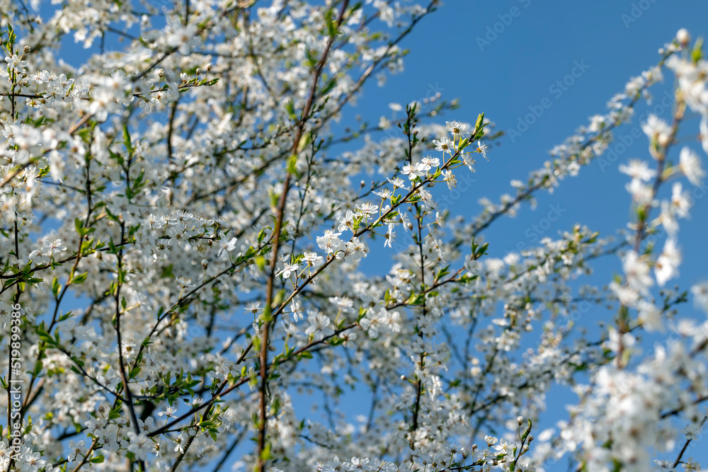 blooming in the springtime of the year fruit trees in the garden blooming in the springtime of the year fruit trees in the garden