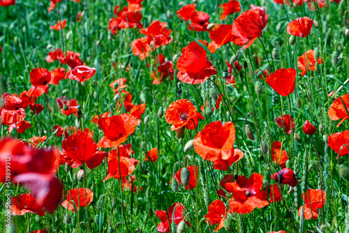 red poppies growing in an agricultural field with cereals © rsooll
