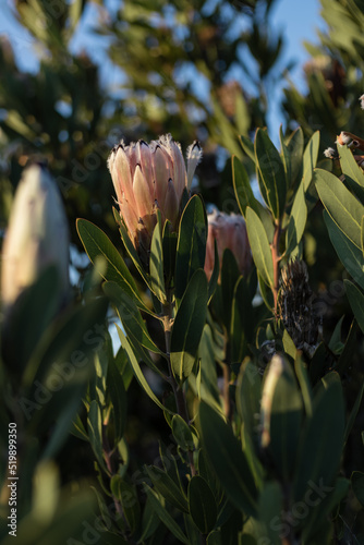 close up of a protea flower