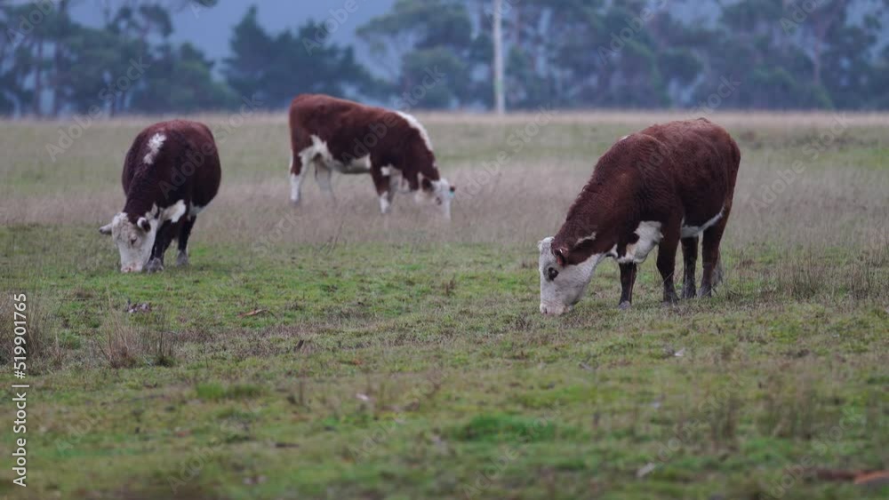 sustainable carbon neutral farming being practiced. regenerative raised cows in a field. agricultural technology innovation. sustainable carbon neutral farming being practiced. regenerative raised cows in a field. agricultural technology innovation.