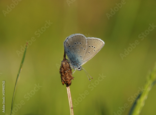 Heller Wiesenknopf-Ameisenbläuling (Phengaris teleius, Syn.: Maculinea teleius, Glaucopsyche teleius). Er sitzt auf einem Wiesenknopf (Sanguisorba officinalis). Kleiner seltener Schmetterling. 