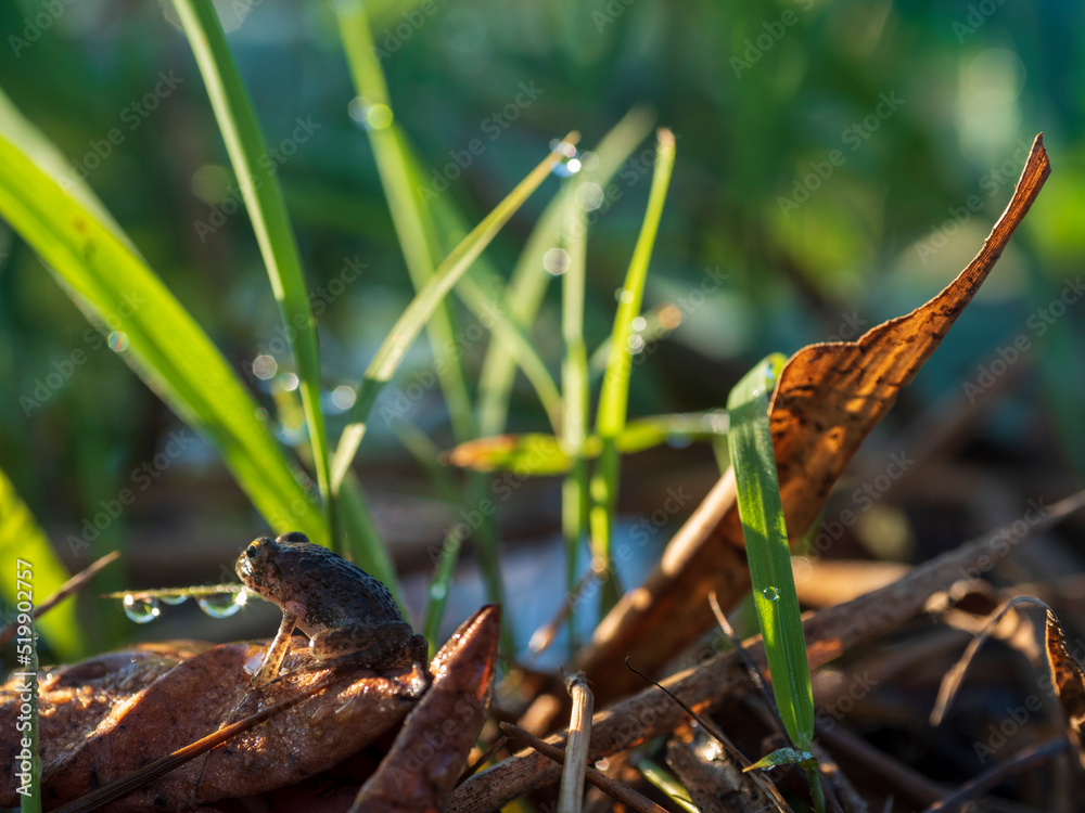 Obraz premium 遠くを見つめる小さなカエル