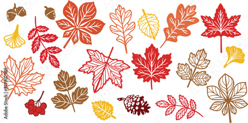 Fall vector leaves collection. Botanical illustration