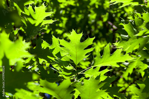 few green oak leaves in sunlight
