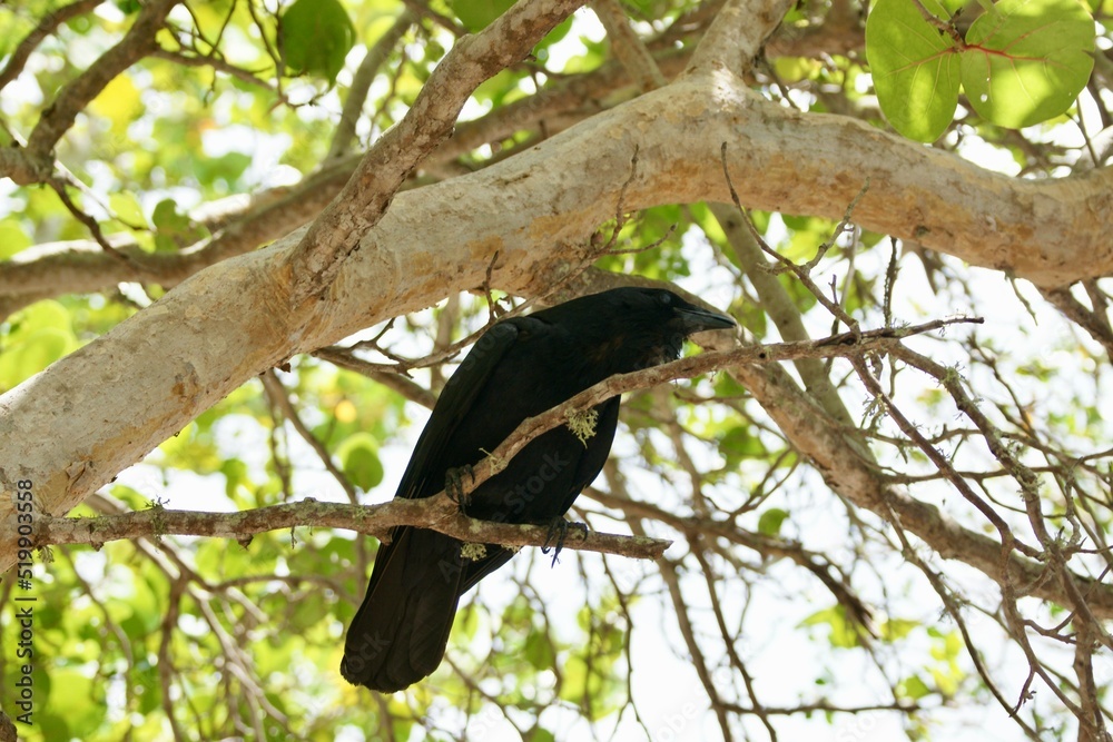 Fototapeta premium Florida Fisher Crow