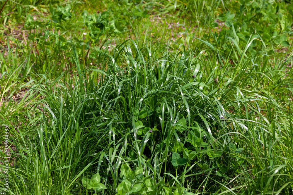 Fototapeta premium simple plain grass weeds on the field in the summer season