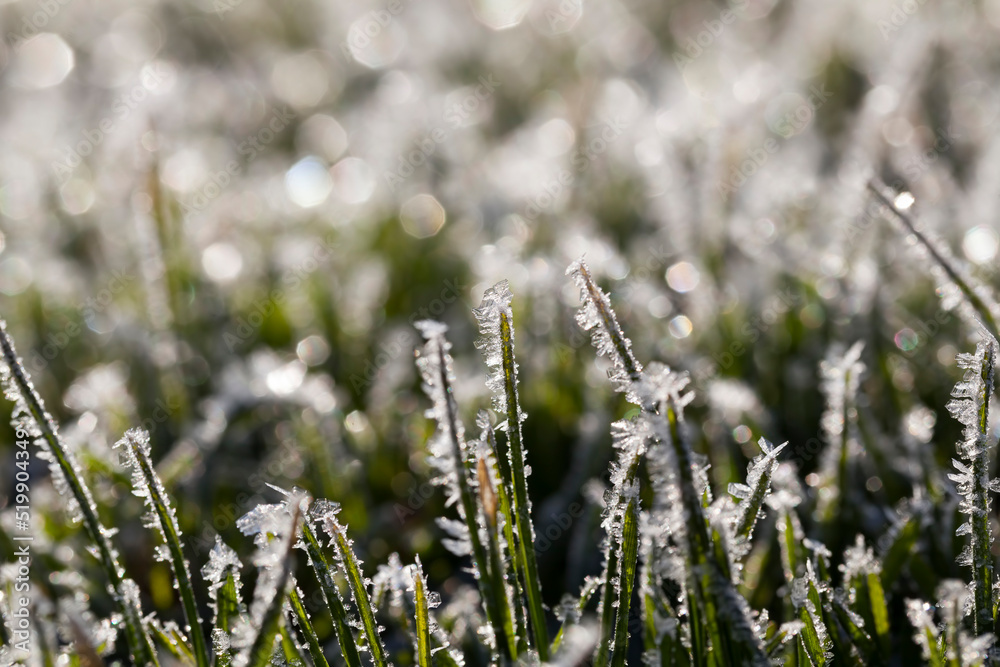 grass covered with white cold frost in the winter season grass covered with white cold frost in the winter season