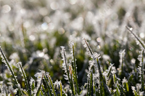 grass covered with white cold frost in the winter season