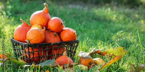Basket with fresh pumpkins ...
