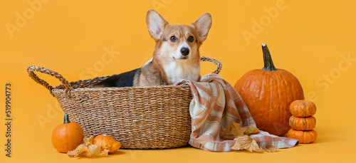 Cute dog in wicker basket, ...