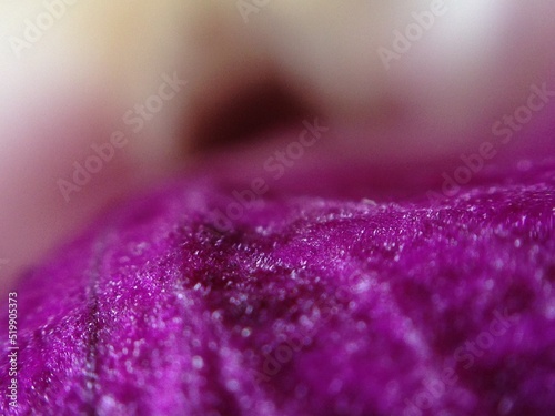 closeup of the anatomy of an orchid photo