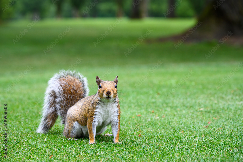 Very curious squirrel up close and personal, as a nature background
Very curious squirrel up close and personal, as a nature background