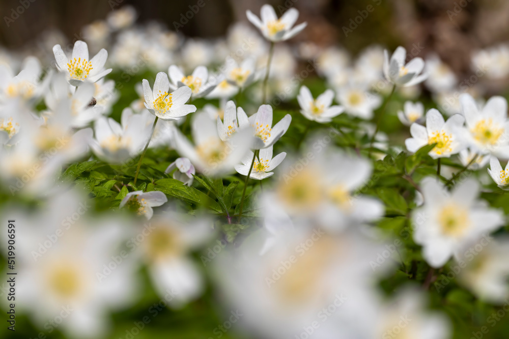 spring white flowers sprouting in the forest spring white flowers sprouting in the forest