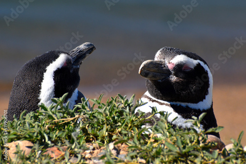 Pareja de pingüinos de Magallanes descansando al sol. photo