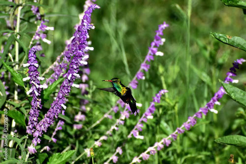 Colibrí verde y amarillo con salvia ornamental.  photo