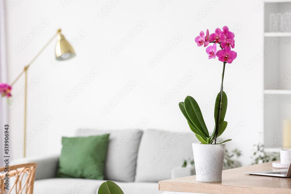 Beautiful orchid flower on table in light living room Beautiful orchid flower on table in light living room