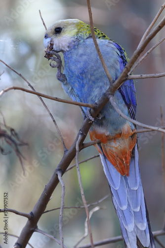 Pale-headed Rosella  feeding on Bathurst Burr photo