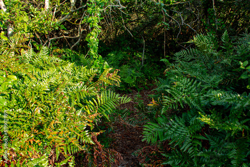 fern in the forest