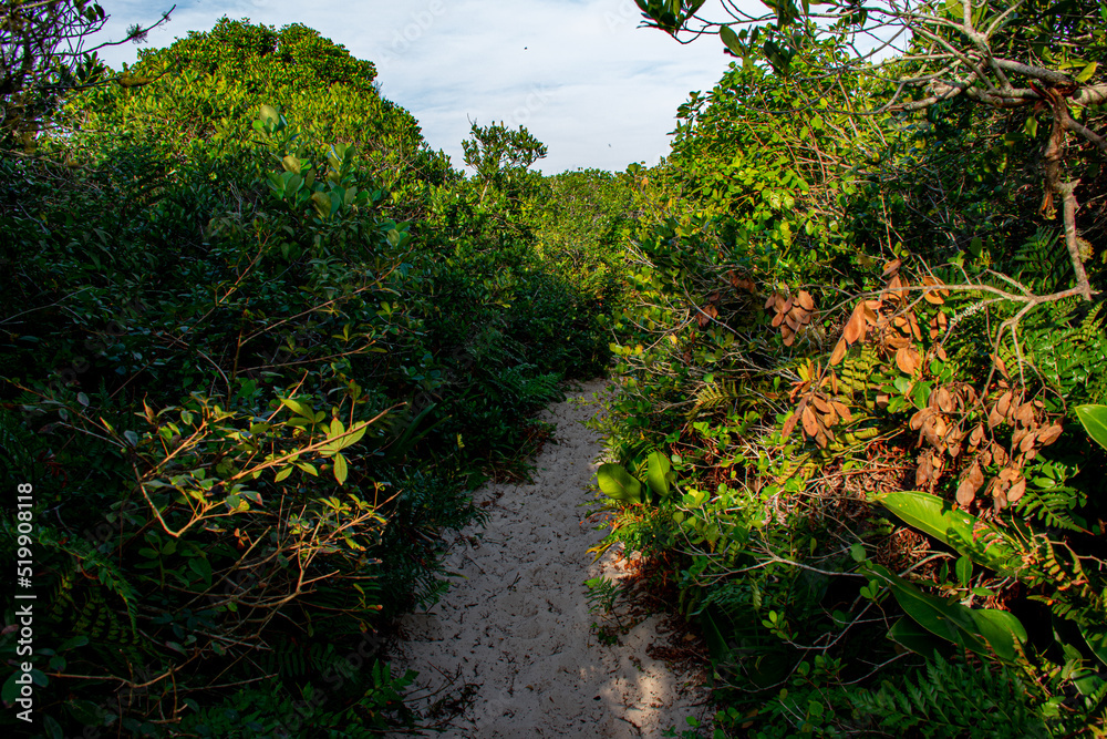 sand path on a trail in the middle of the vegetation in Florianópolis, Brazil