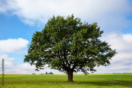 a big old oak tree growing in a field with green plants