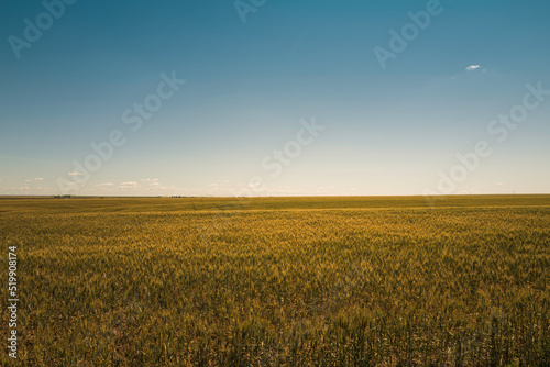 Peaceful agricultural landscape over a wheat field. Minimalistic farmland image with the vast sky in autumn color.