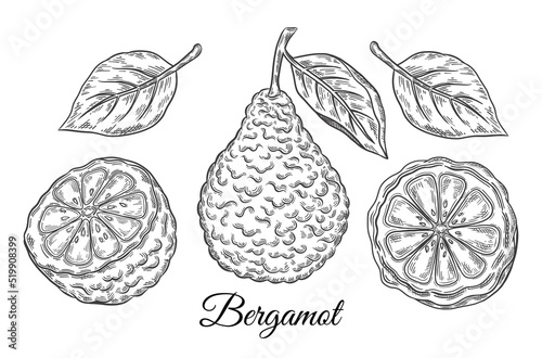 Bergamot, kaffir lime citrus juicy fruit. Tropical green lemon botanical outline sketch set. Exotic orange with leaf. Cosmetic aroma, tea ingredient. Healthy food. Vintage engraving. Hand drawn vector