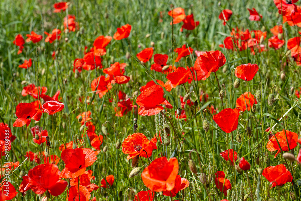 red poppies growing in an agricultural field with cereals